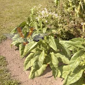 Little Dutch Tobacco