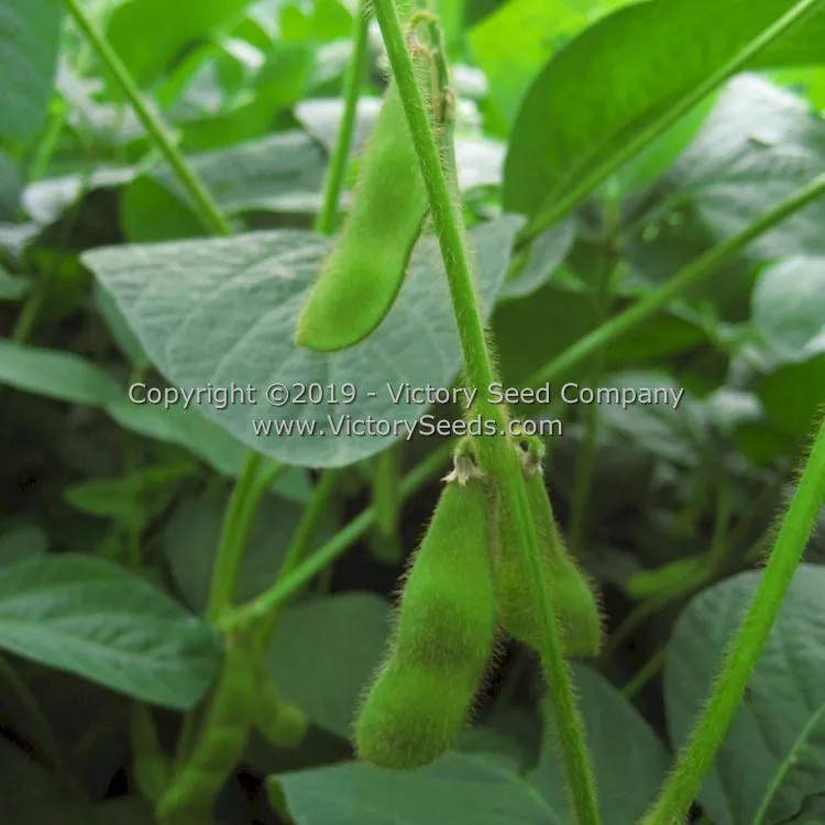 An tu bai chang lu dou Soybean