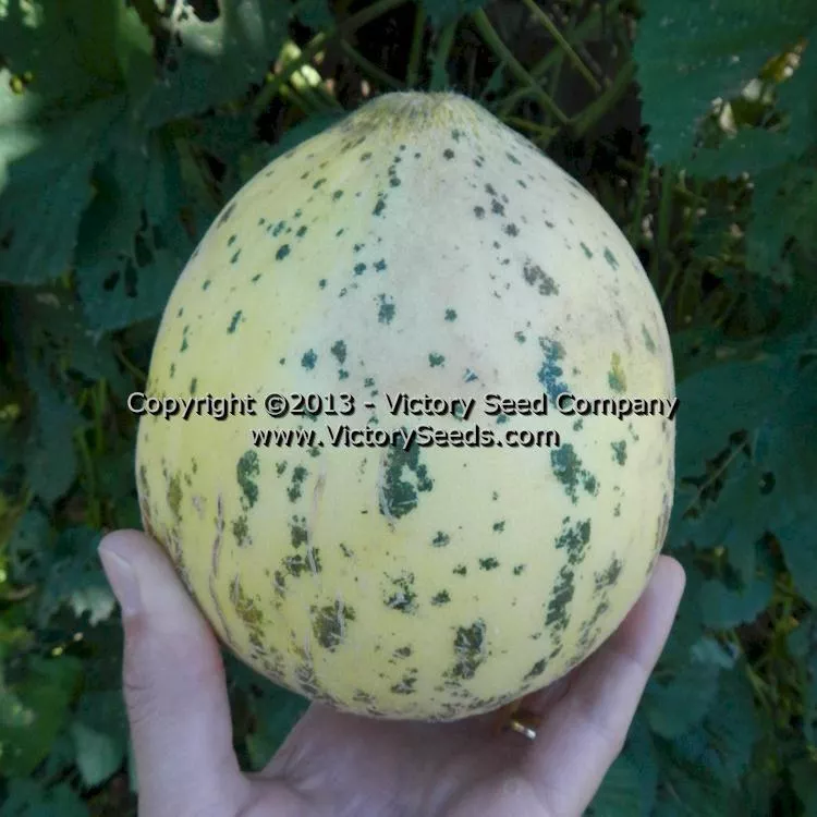 Tularosa Market Melon