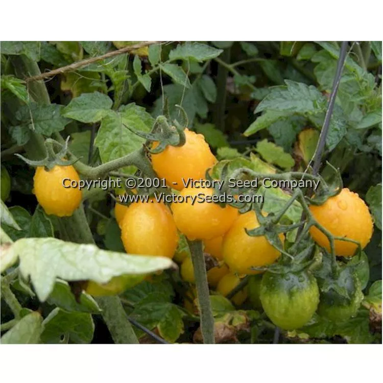 Yellow Plum Tomato