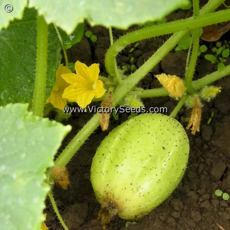 Lemon (Apple) Cucumber