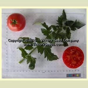 Dwarf Champion #15 Tomato