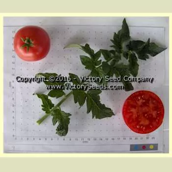 Dwarf Champion #15 Tomato