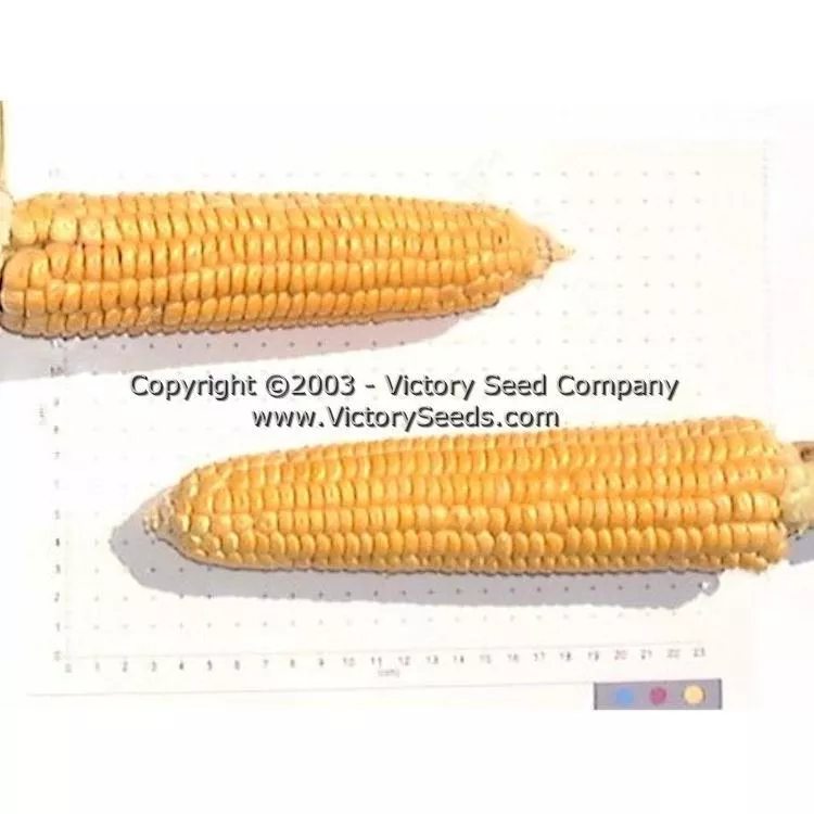 Sunshine Sweet Corn