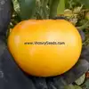 Casey's Pure Yellow Tomato
