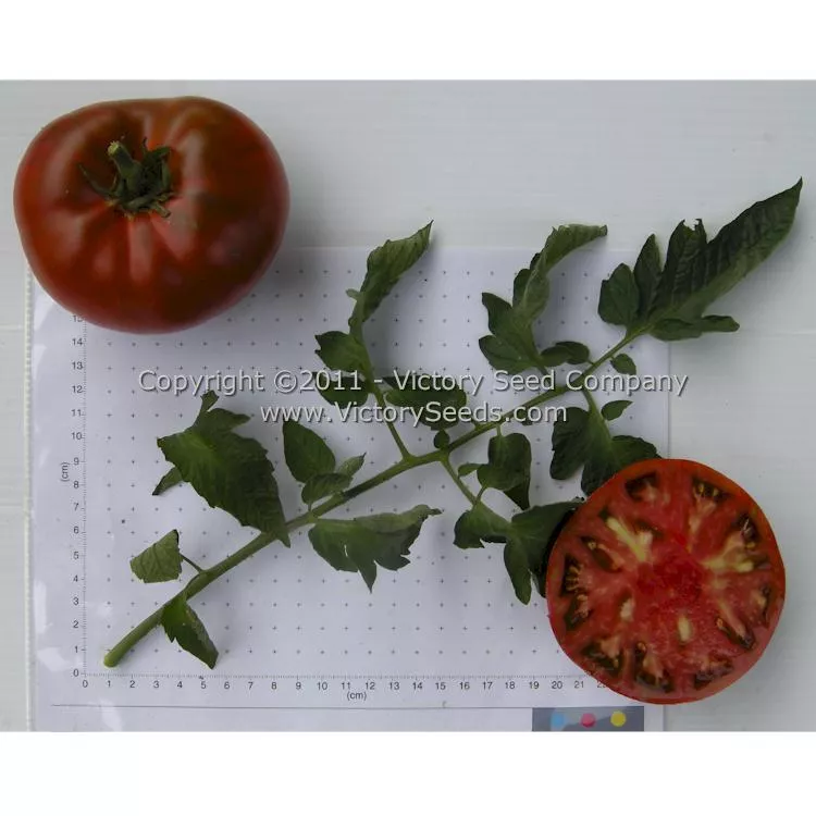 Cherokee Chocolate Tomato
