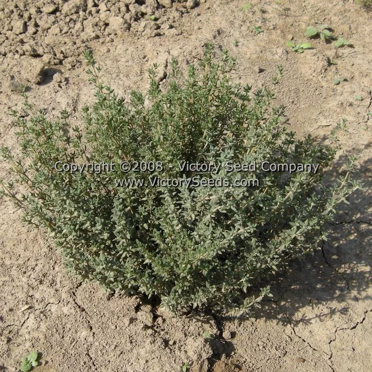 Garden Thyme