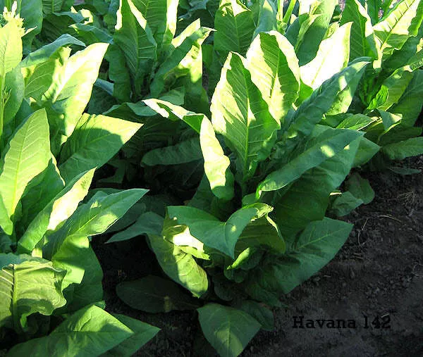 Havana 142 Tobacco