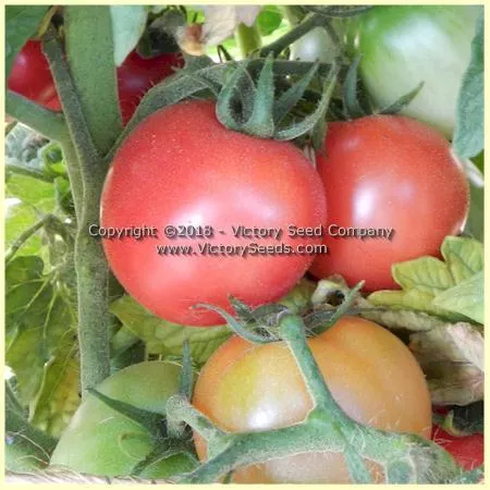 Dwarf Bendigo Rose Tomato