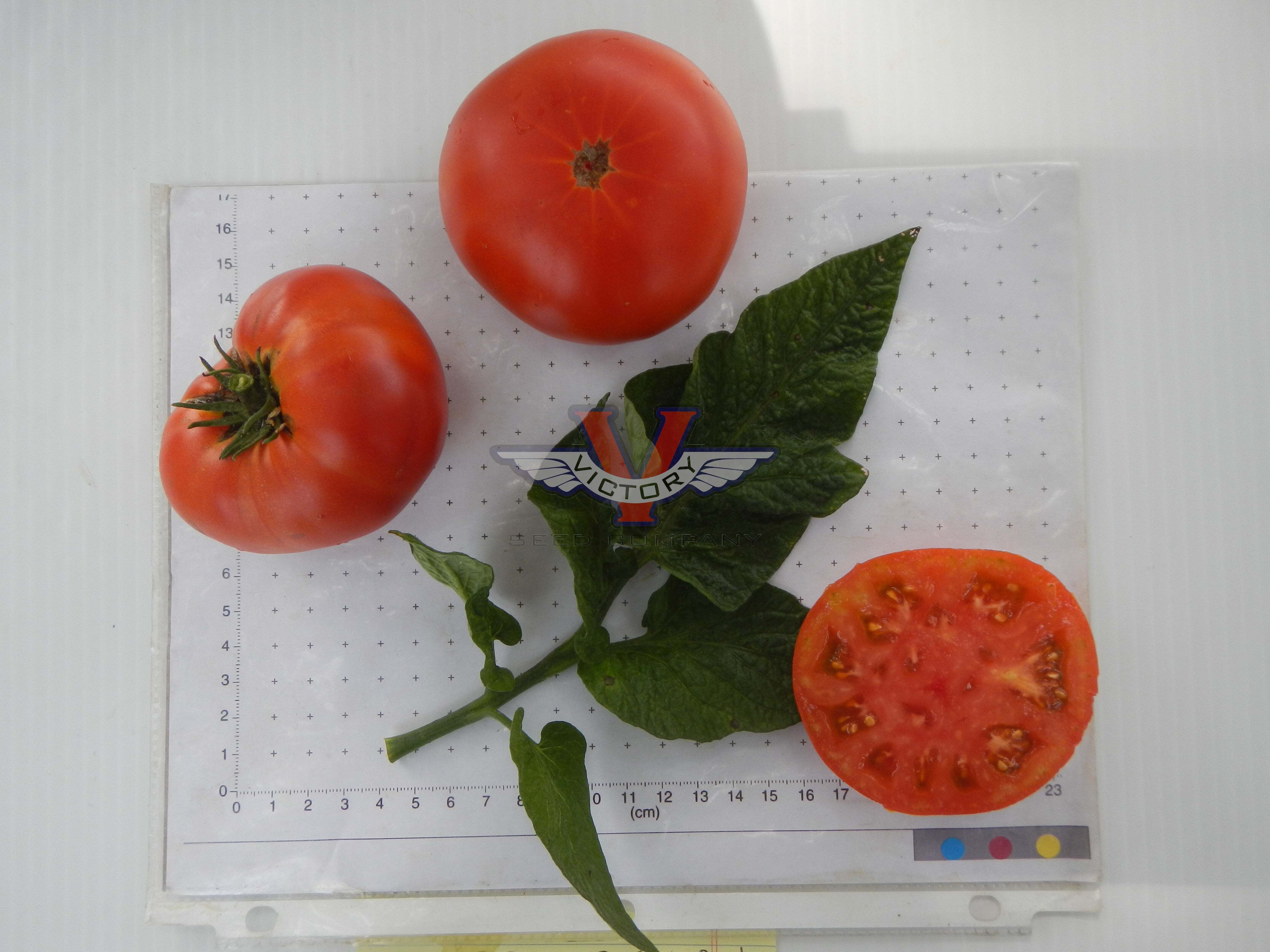 Sweet Scarlet Dwarf Tomato