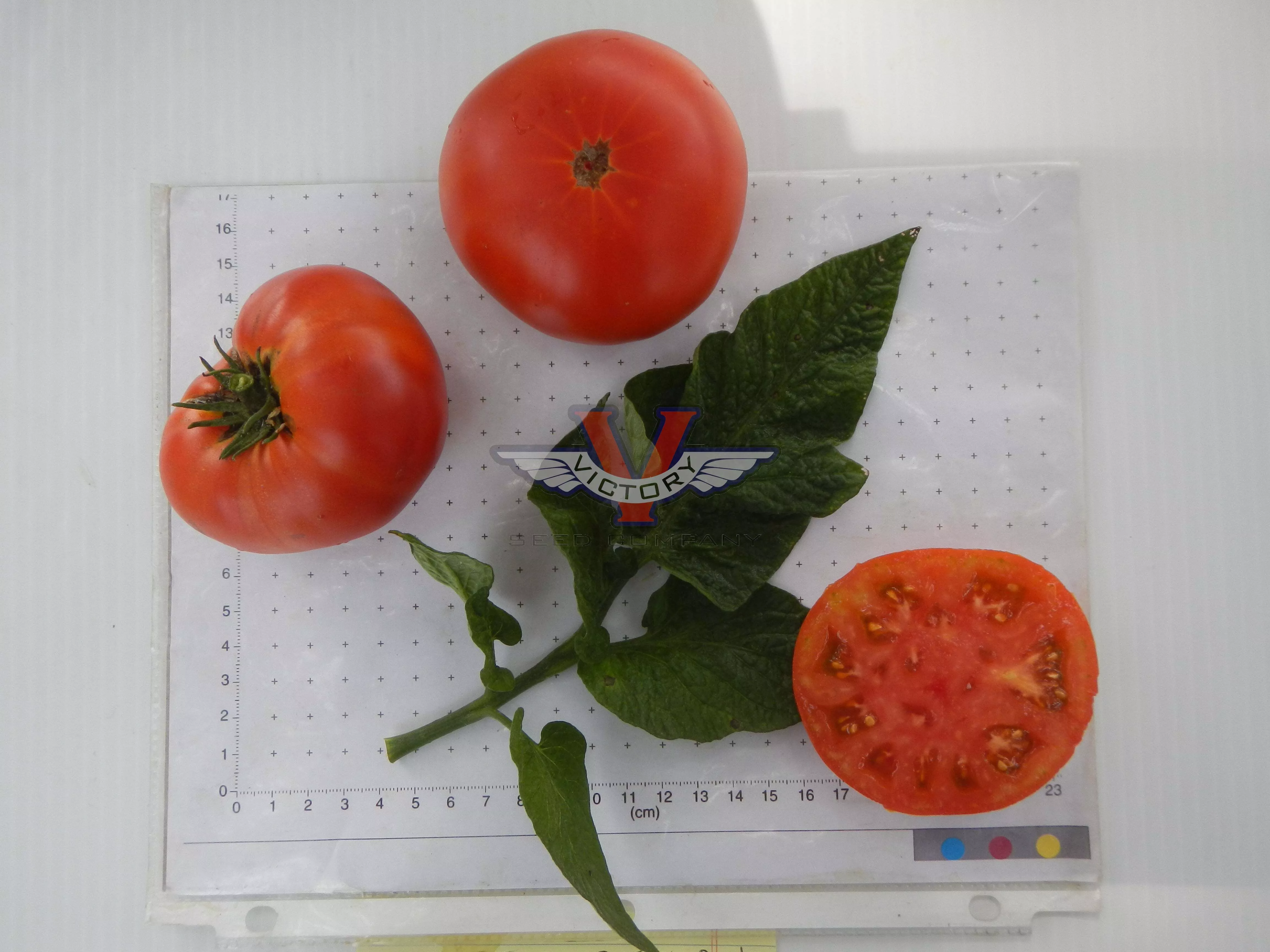 Sweet Scarlet Dwarf Tomato