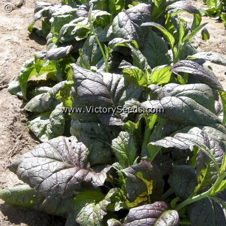 Red Giant Mustard Greens