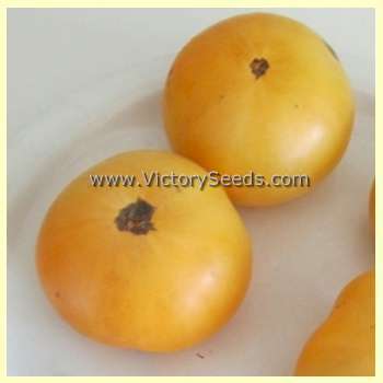 Dwarf Orange Cream Tomato