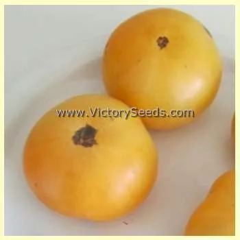 Dwarf Orange Cream Tomato