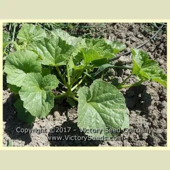 Canary Yellow Melon