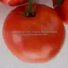 Sioux Tomato