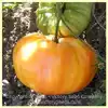 German Yellow Stripe Tomato