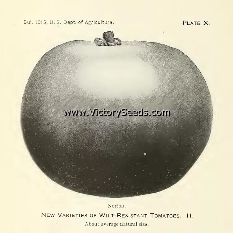 Norton (Norton WR) Tomato