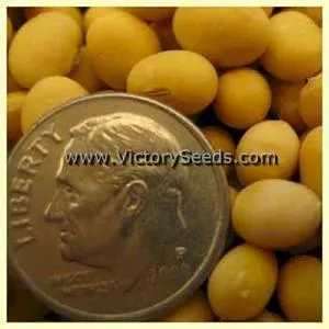 Jaune de Desme Soybean