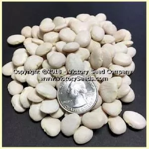 Henderson's Bush Lima Bean