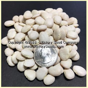 Henderson's Bush Lima Bean