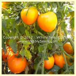 Podorok Fei Tomato