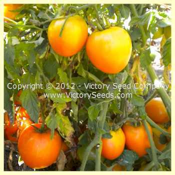 Podorok Fei Tomato