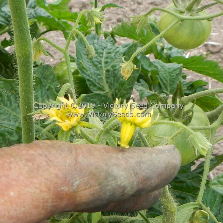 Dwarf Metallica Tomato