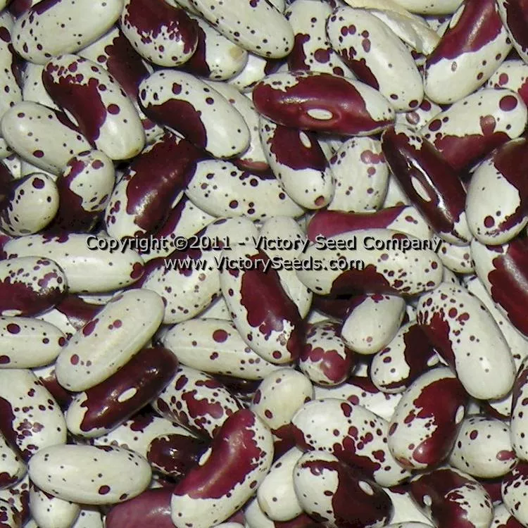 Jacob's Cattle Bush Dry Garden Bean