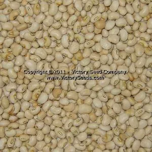 Sadandy Southern Pea