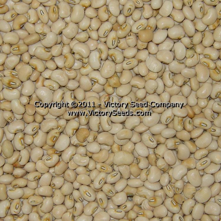 Sadandy Southern Pea
