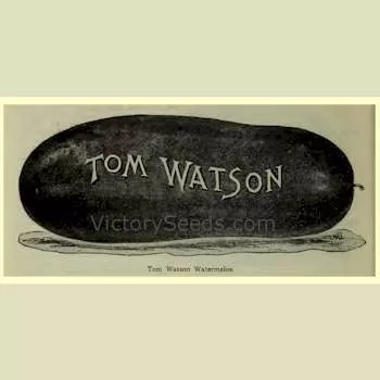 Tom Watson Watermelon