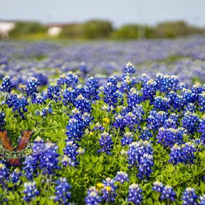 Texas Bluebonnet