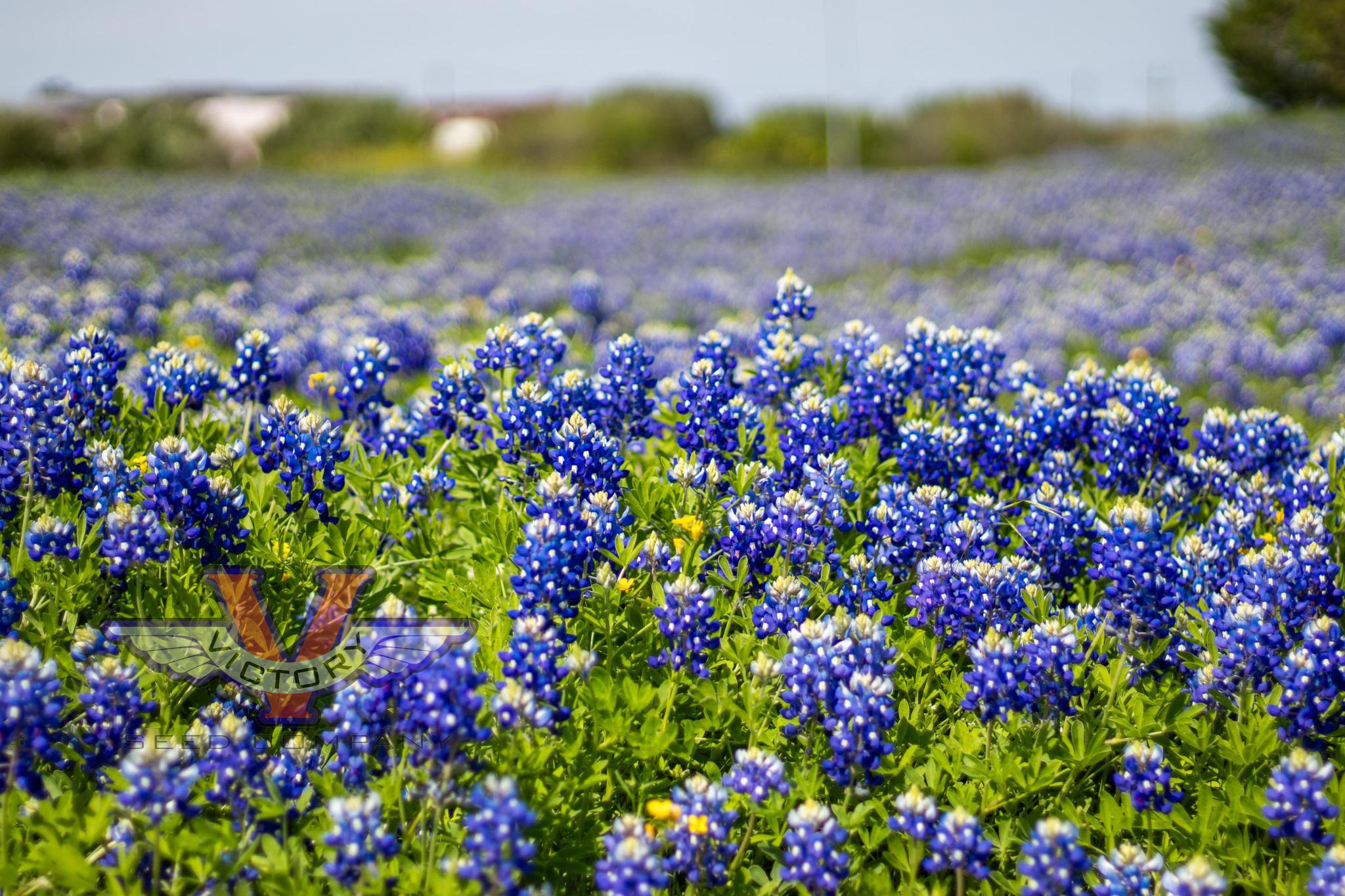 Texas Bluebonnet
