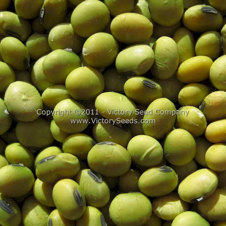 Geant Vert Soybean