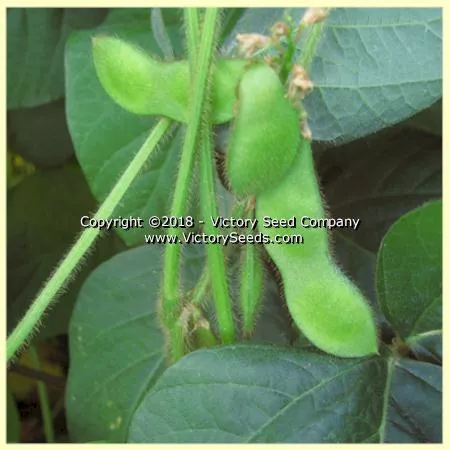 Yi Tong Lu Da Dou Soybean