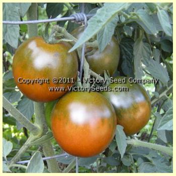 Fioletovyi Kruglyi Tomato