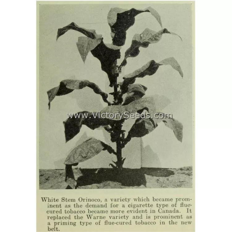 White Stem Orinoco Tobacco
