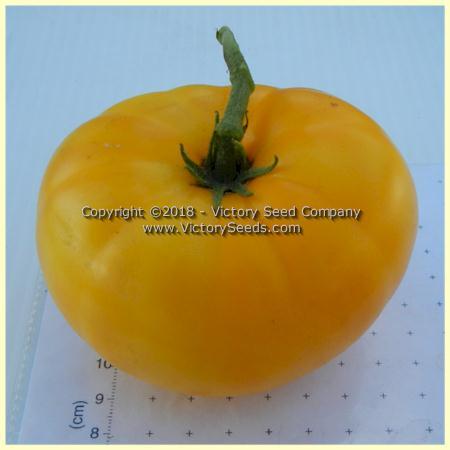 Dwarf Egypt Yellow Tomato