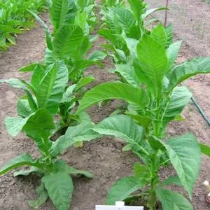 Cuban Criollo 98 Tobacco