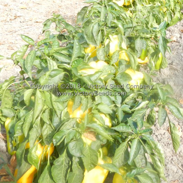 Zolostisty Pepper
