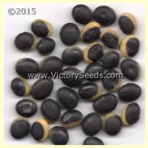 Natsu Kurakake Soybean