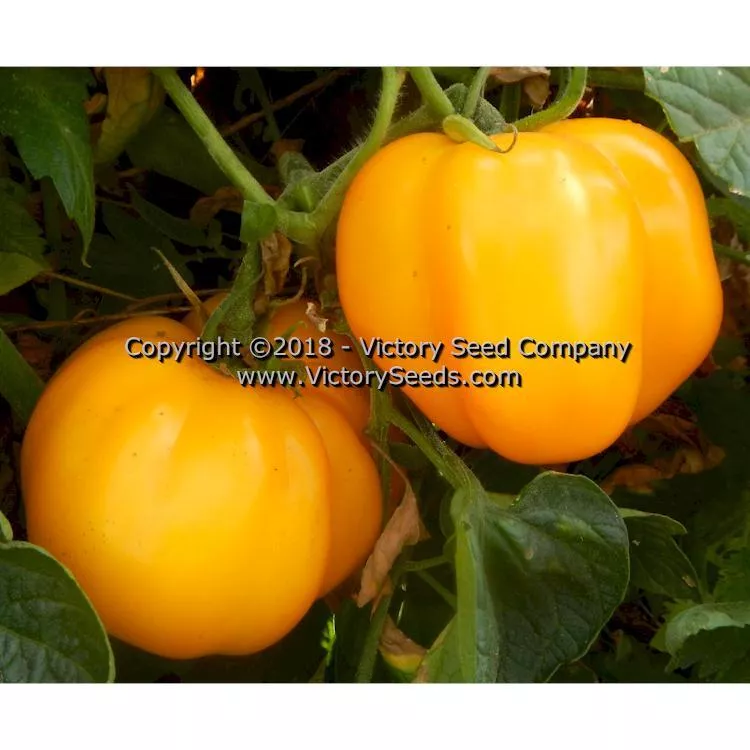 Yellow Stuffer (aka Golden Stuffer) Tomato