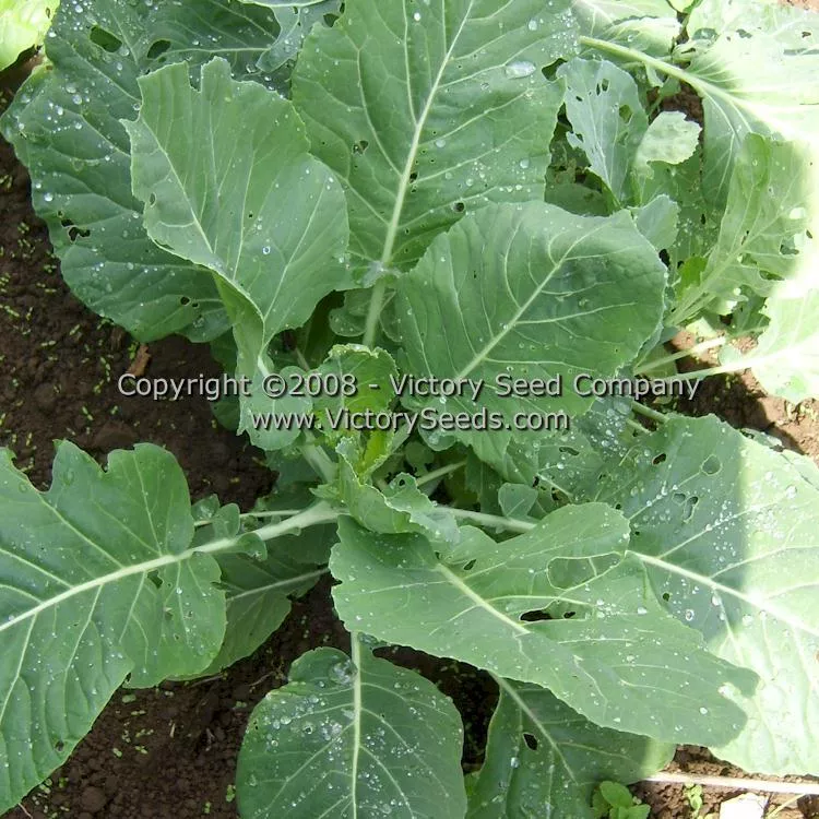 Champion Collards