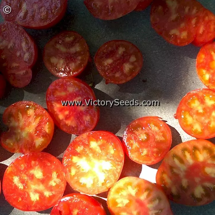 Siletz Tomato