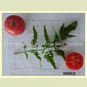 Traveler 76 Tomato