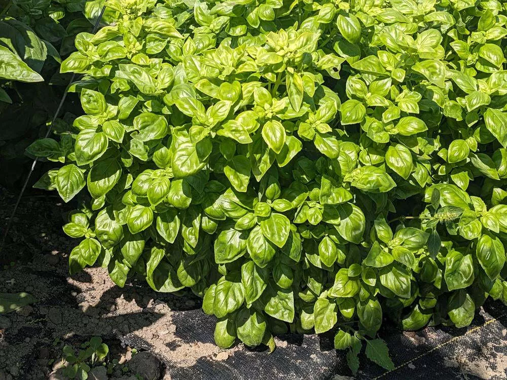 Basil, Everleaf Emerald Towers