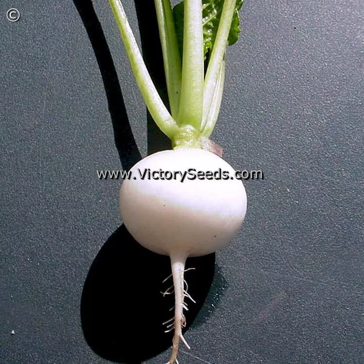Hailstone White Globe Radish