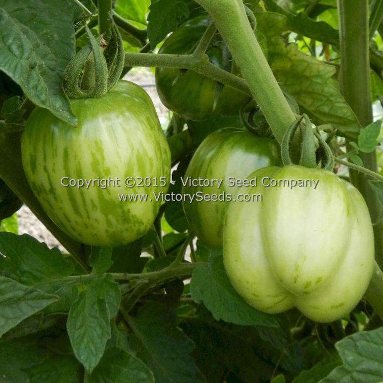 Schimmeig Stoo (Striped Cavern) Tomato