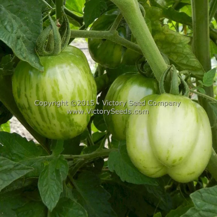Schimmeig Stoo (Striped Cavern) Tomato